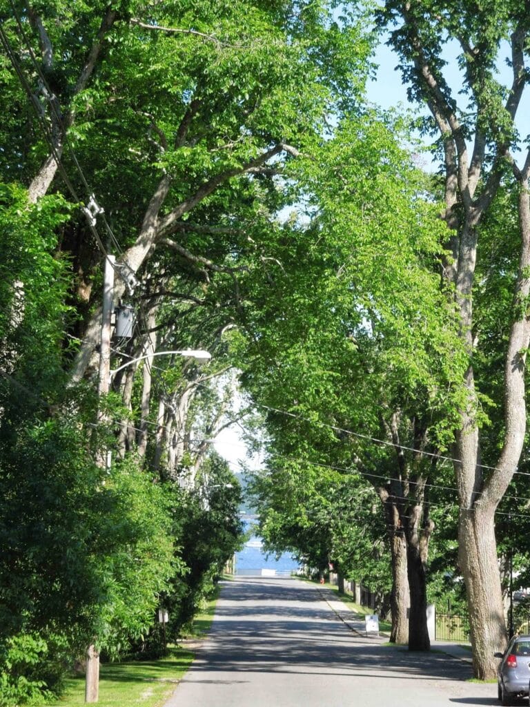 Main Street Castine with elm trees