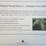 christmas tree witherle woods 24